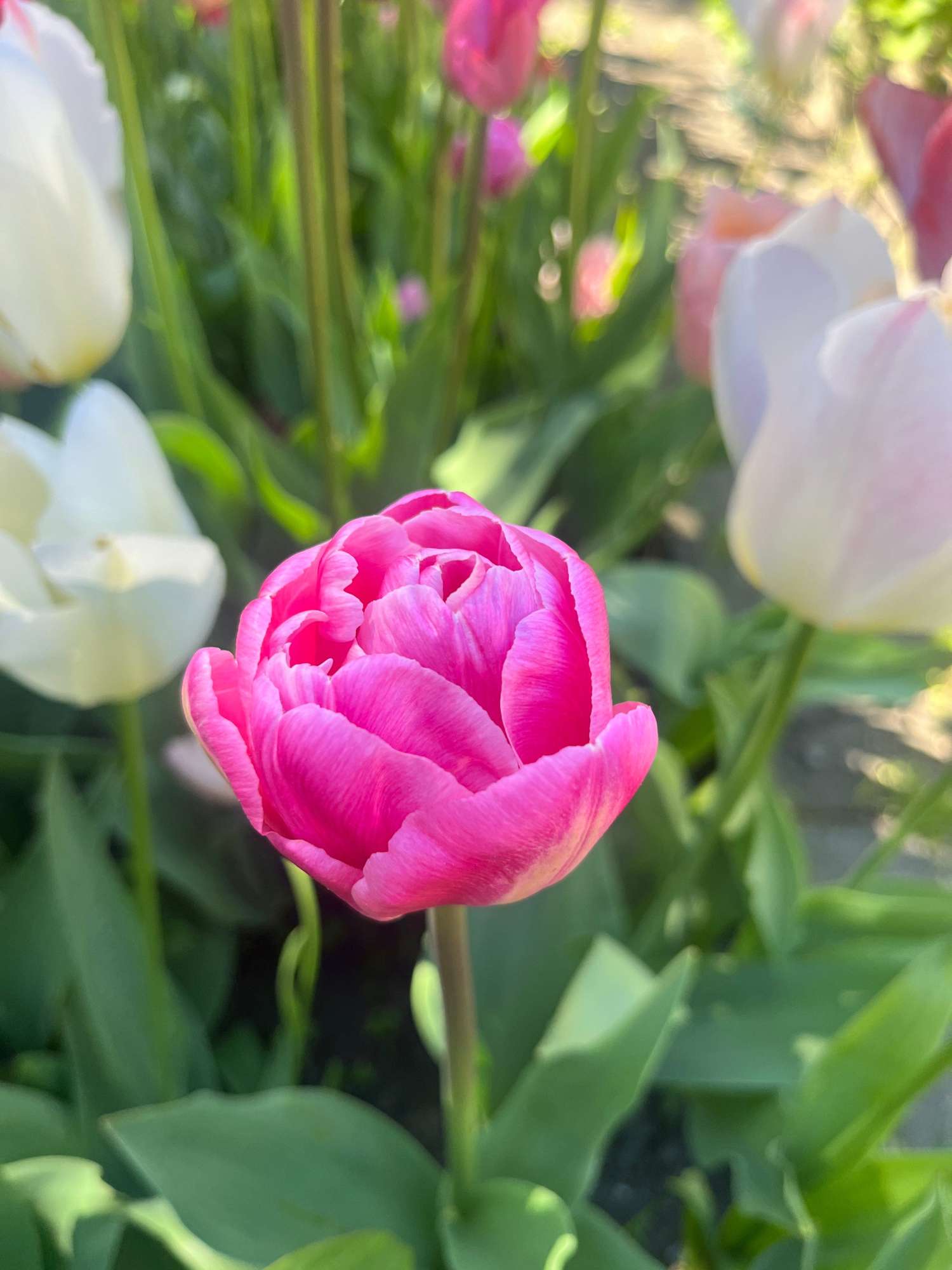 Mélange exclusif 'Svaneke Delight'